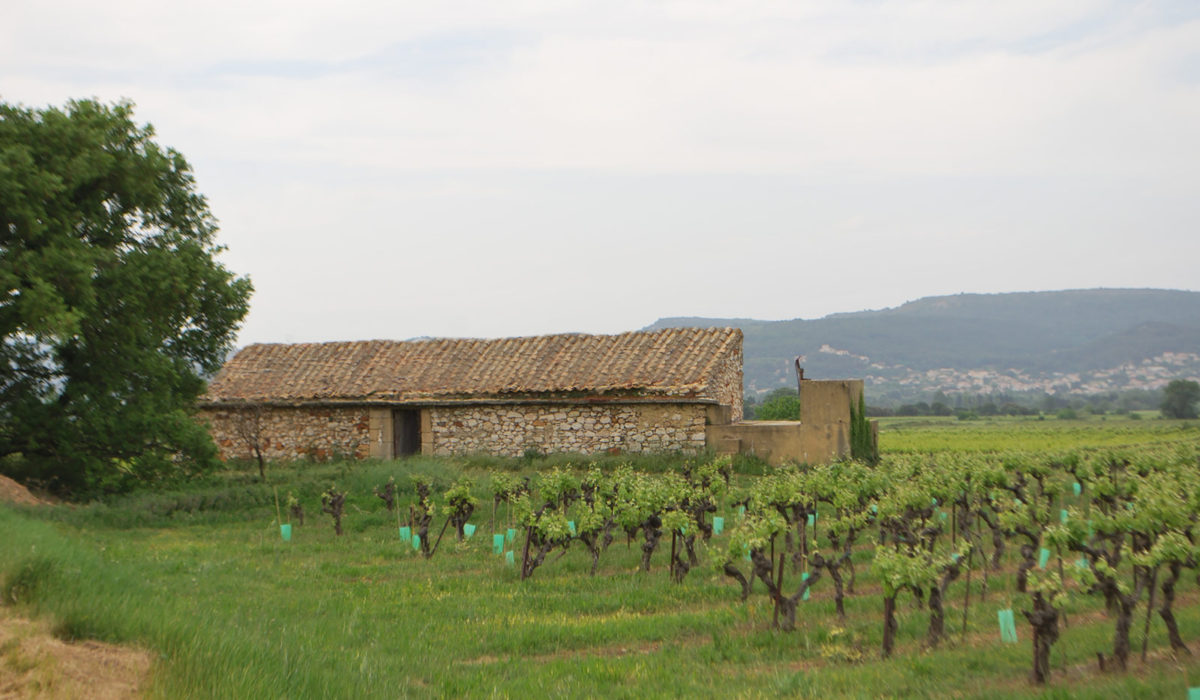 Vue de la Bergerie de Mayran avec des vignes en herbes.