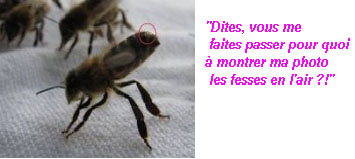 abeille Fesses en l'air